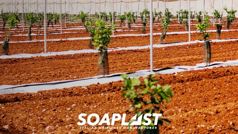 linear flat pc soaplast